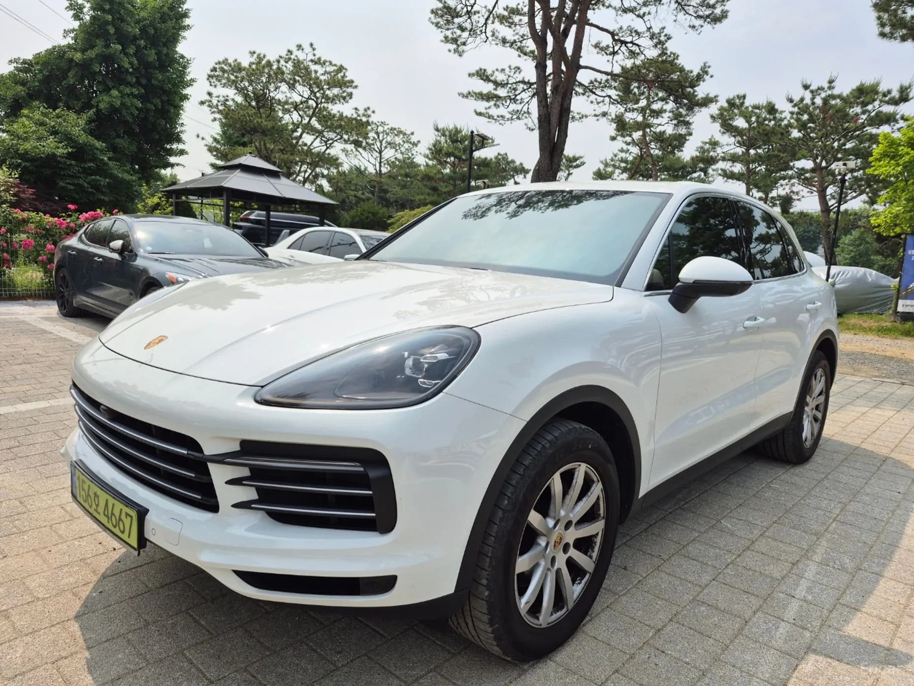 Cayenne (PO536)