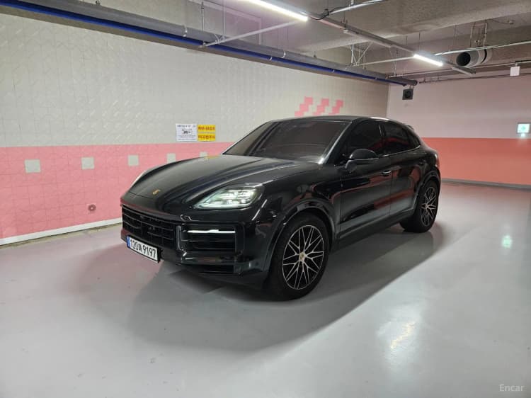 Cayenne (PO536)