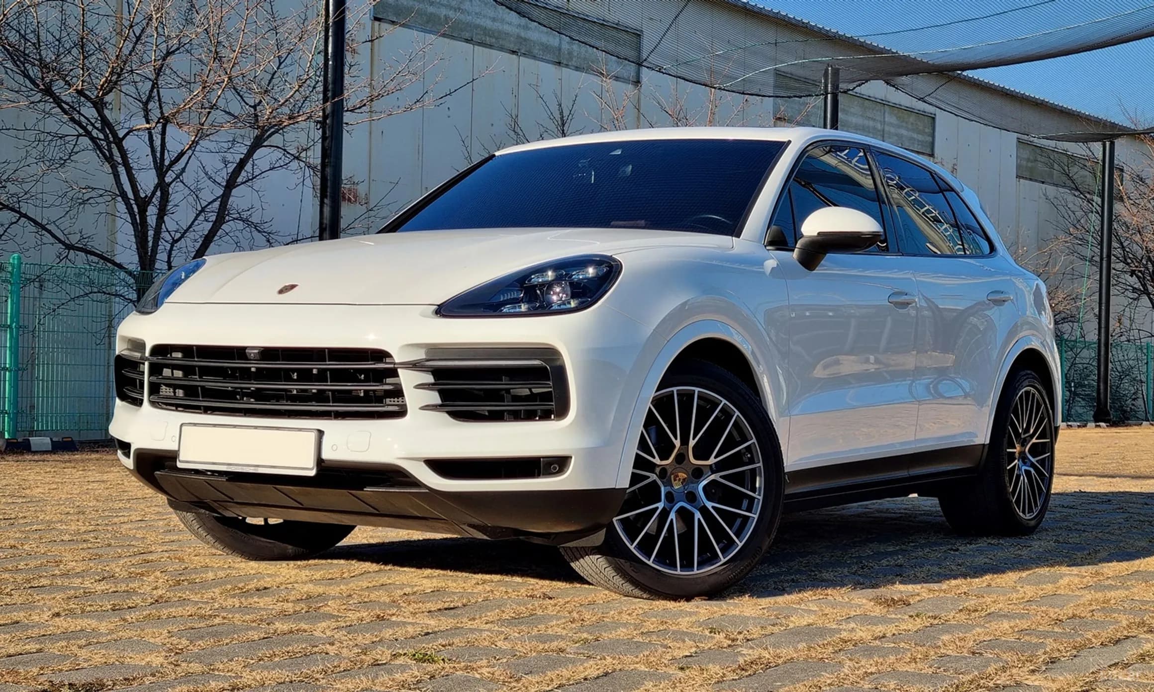 Cayenne (PO536)