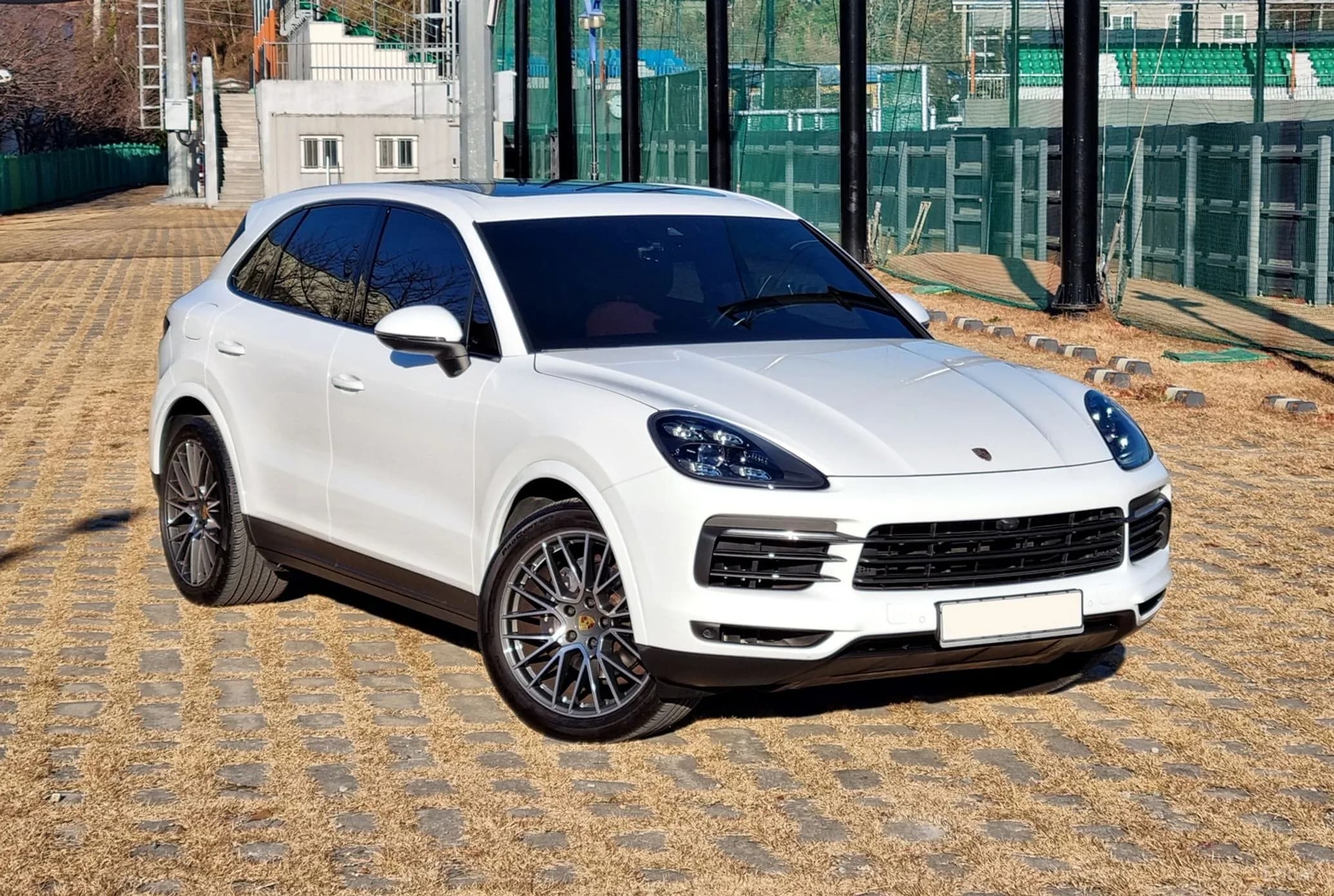 Cayenne (PO536)