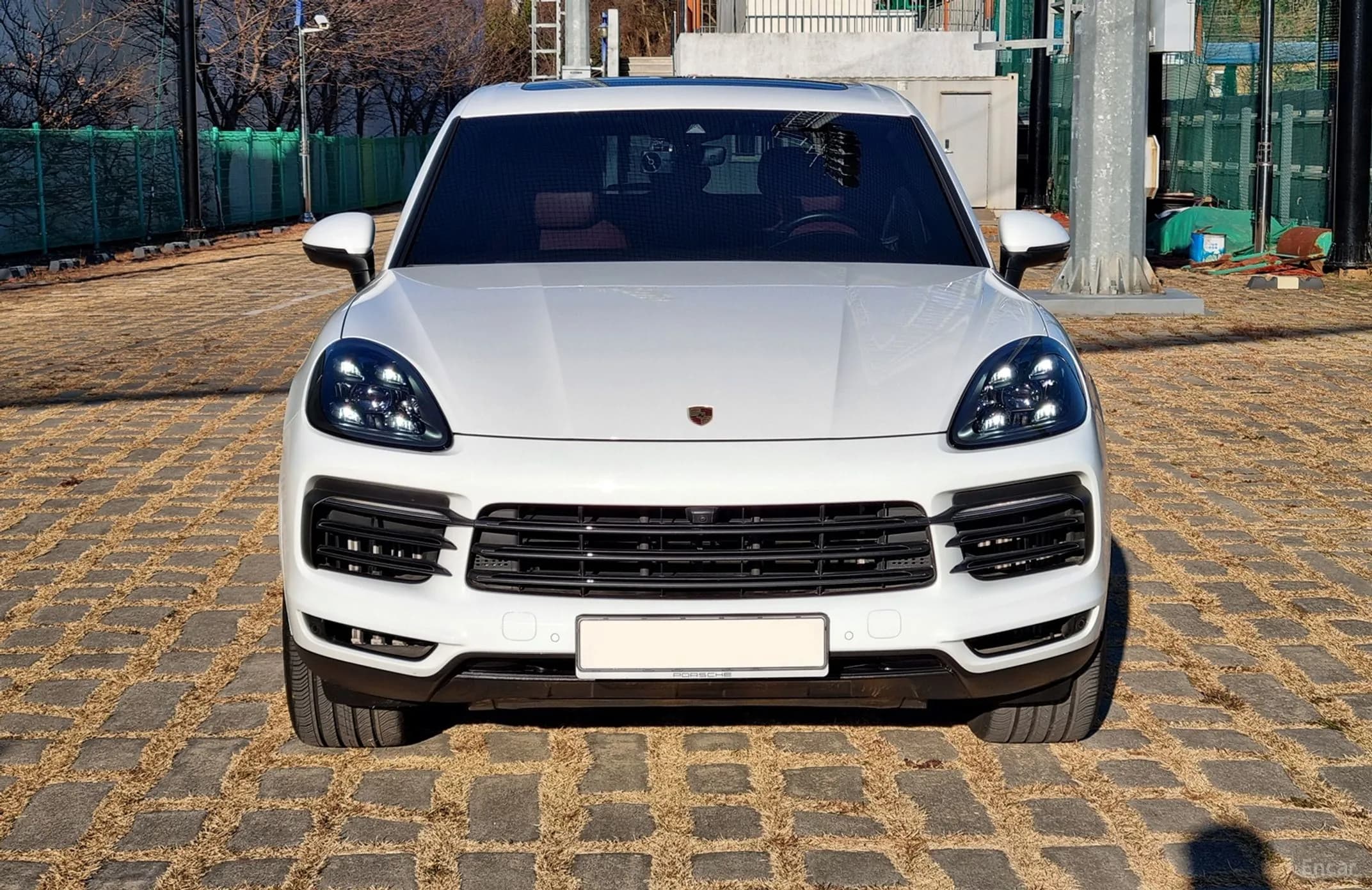 Cayenne (PO536)
