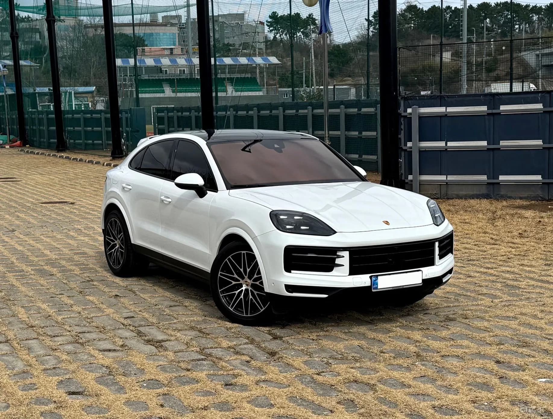 Cayenne (PO536)