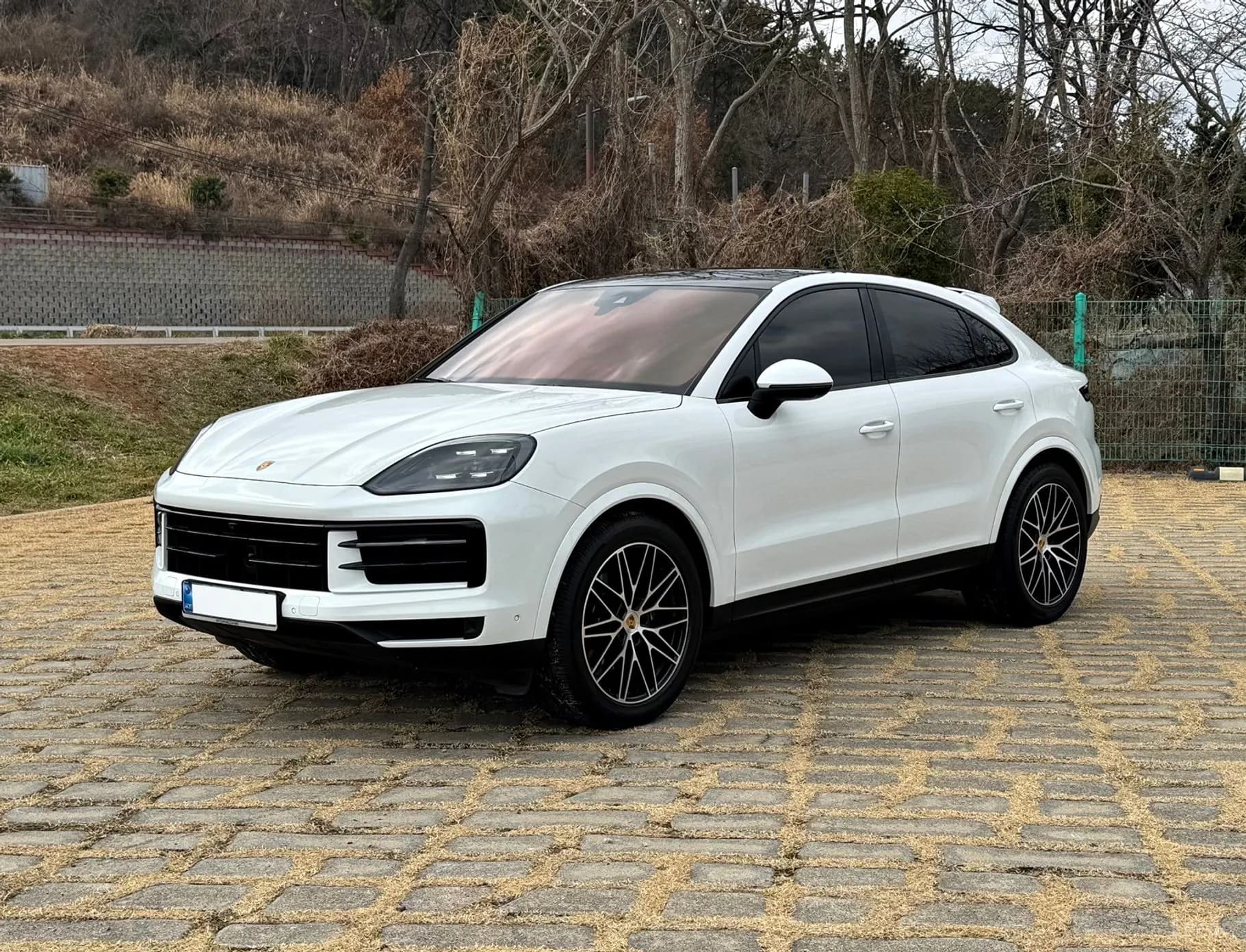 Cayenne (PO536)