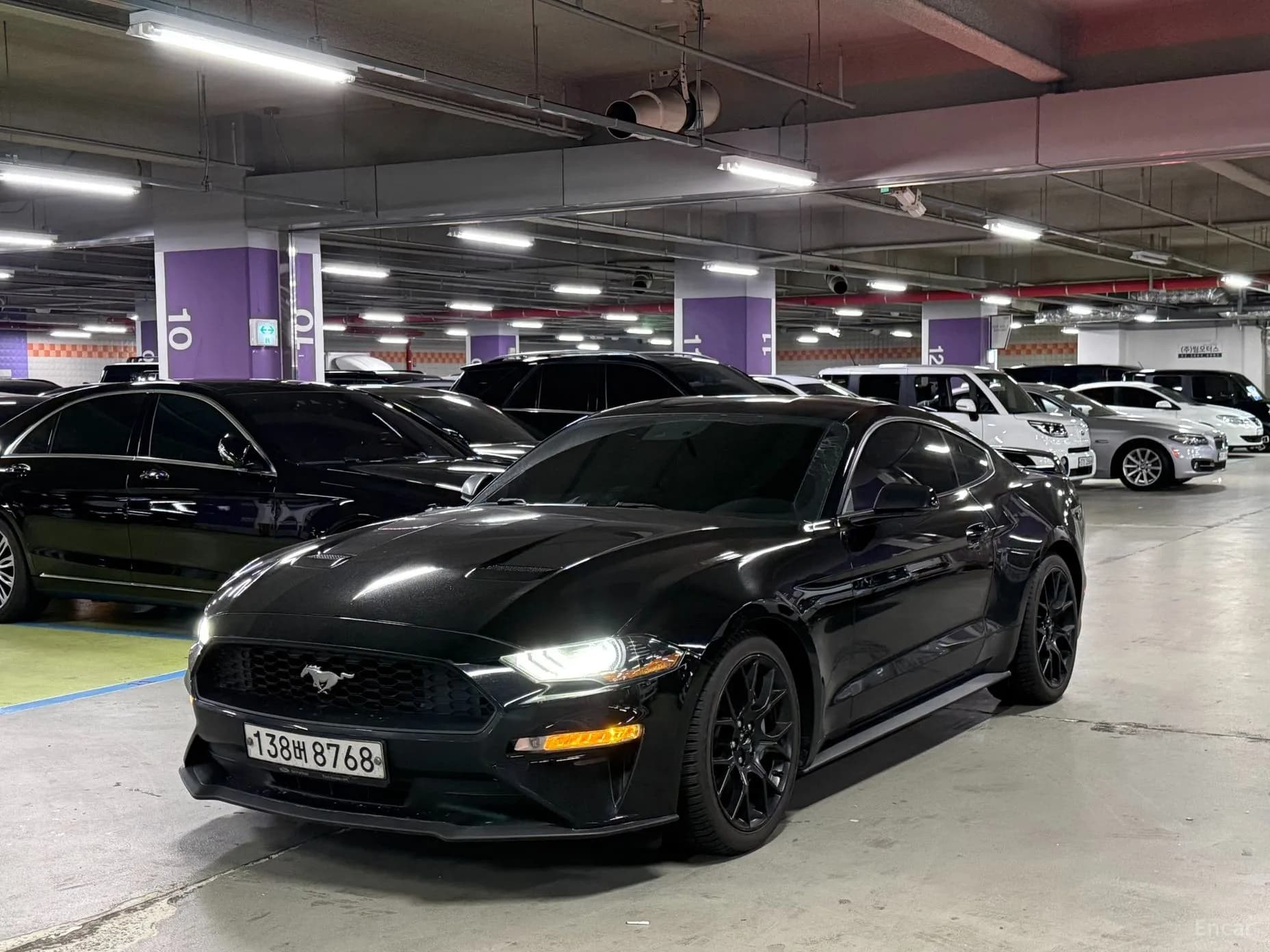 Mustang