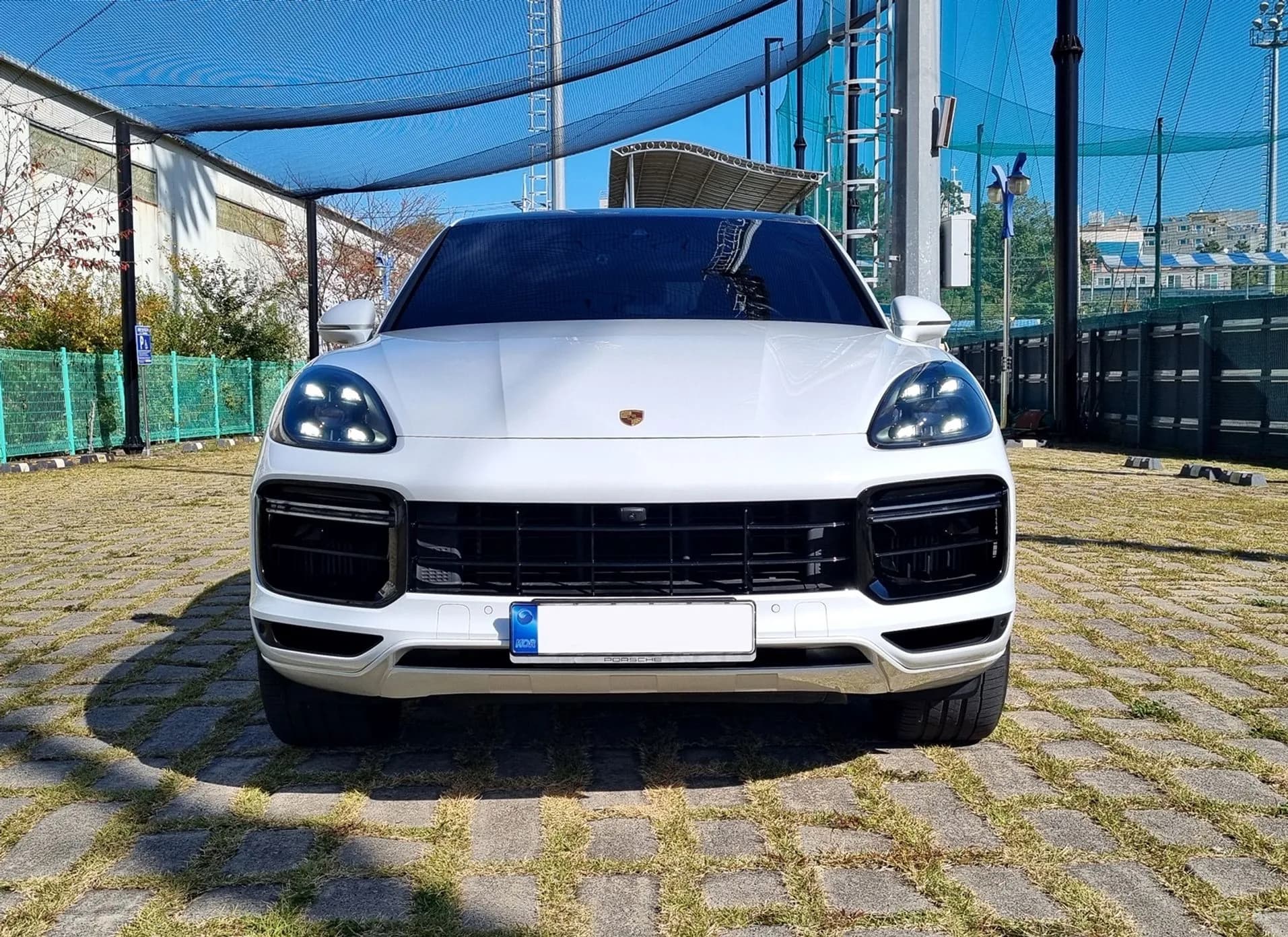 Cayenne (PO536)