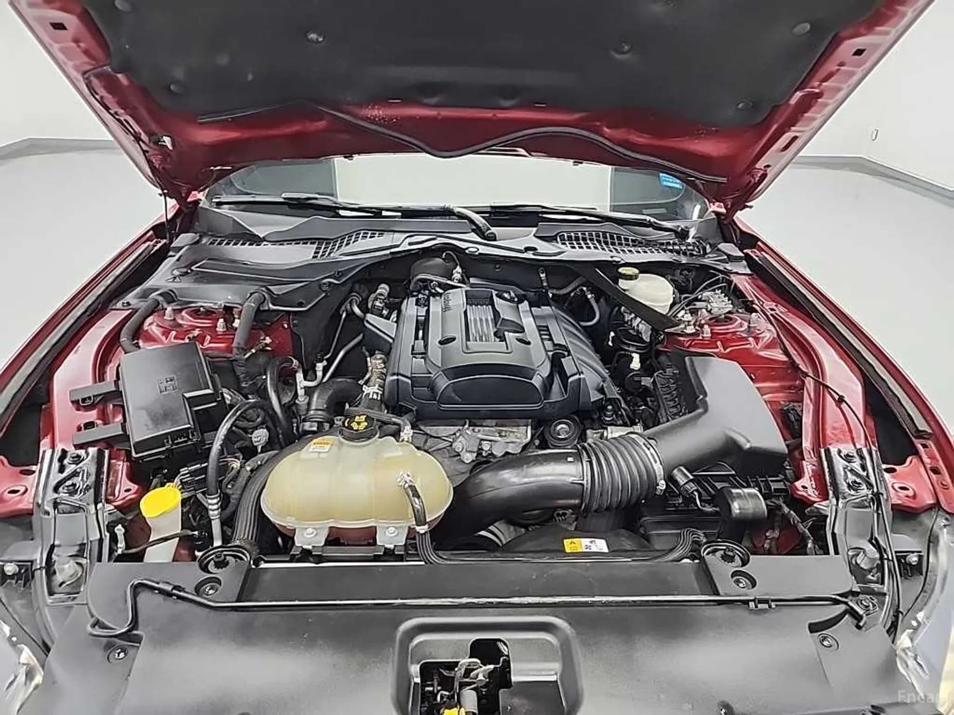 Mustang