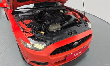 Mustang
