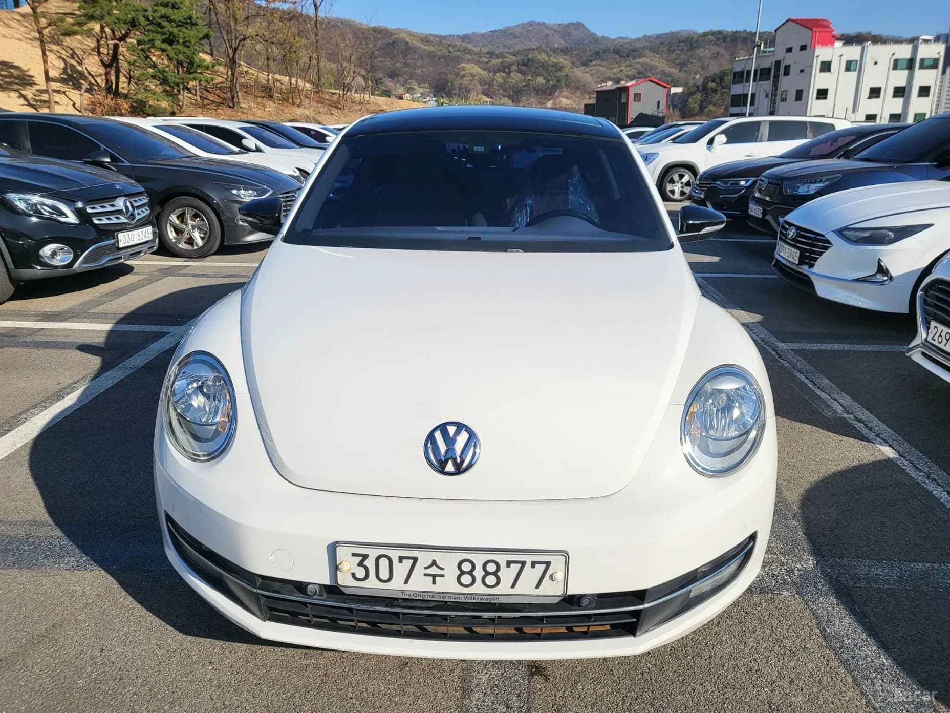 The Beetle