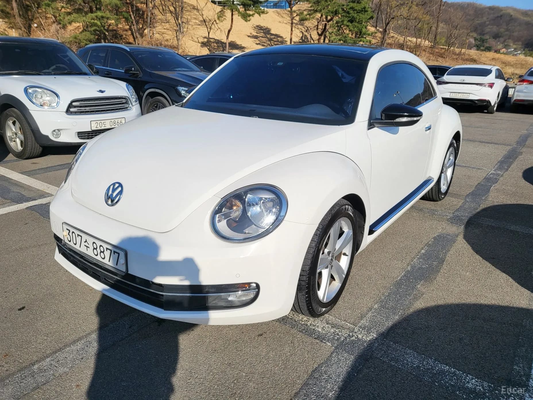 The Beetle