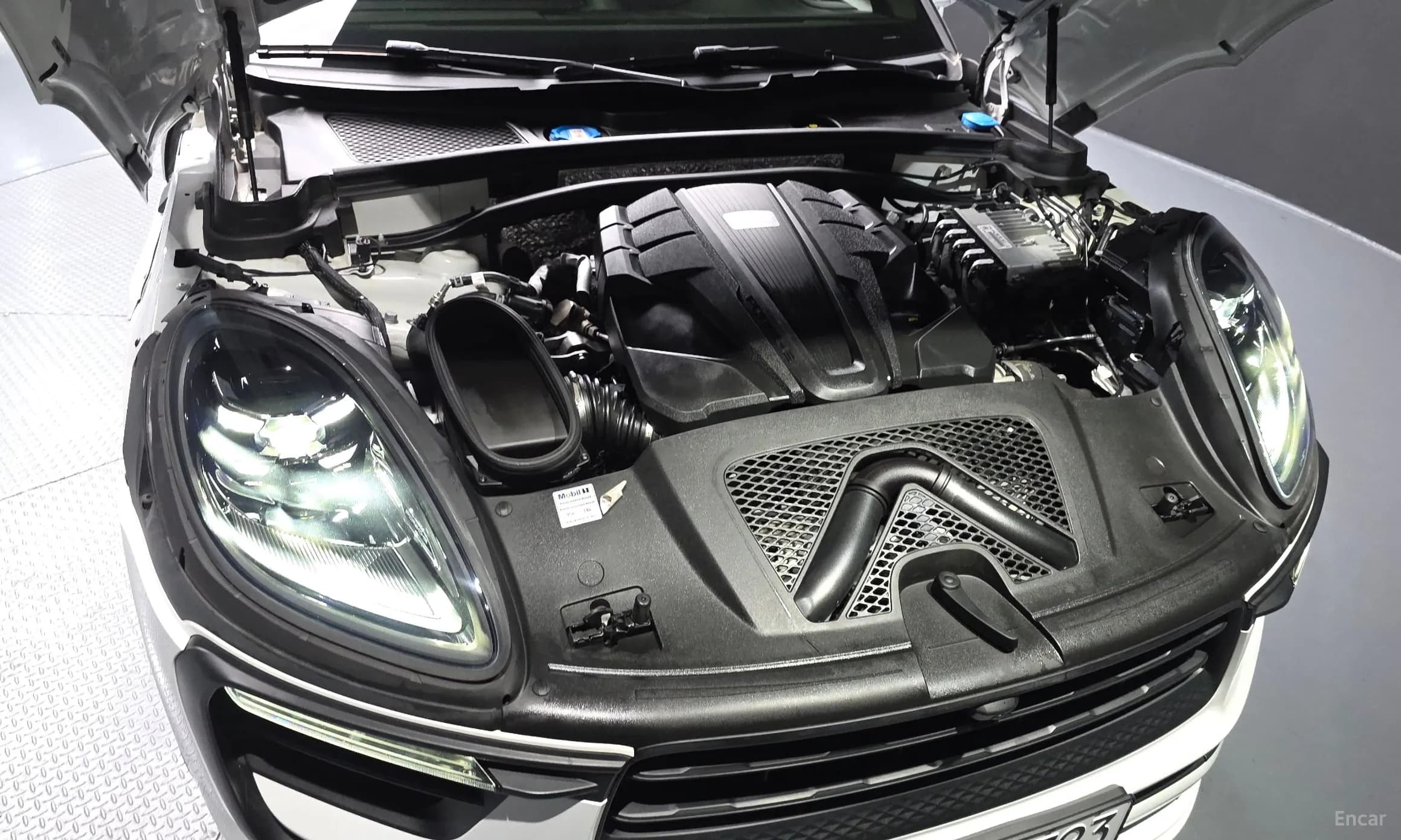 Macan