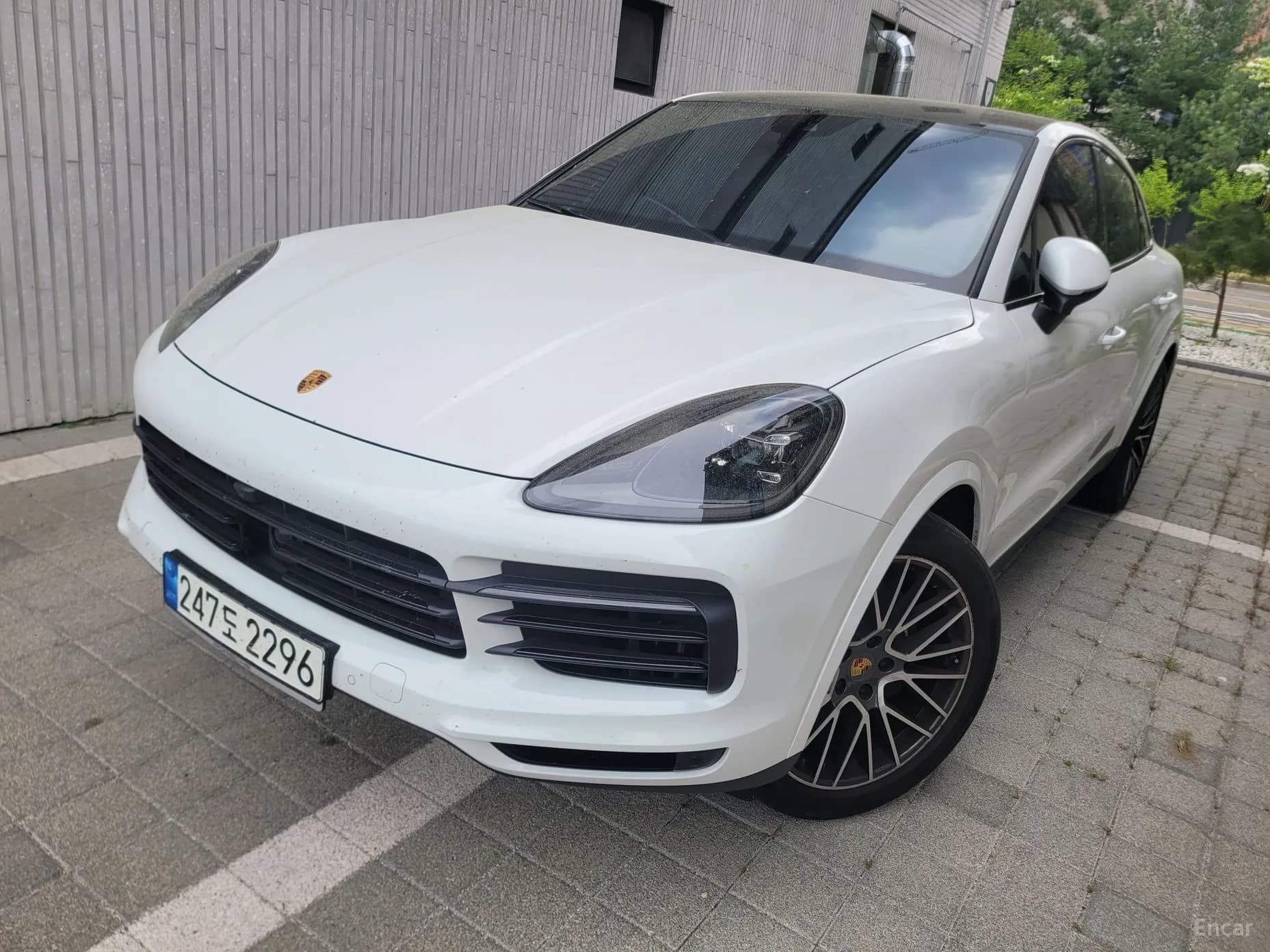 Cayenne (PO536)