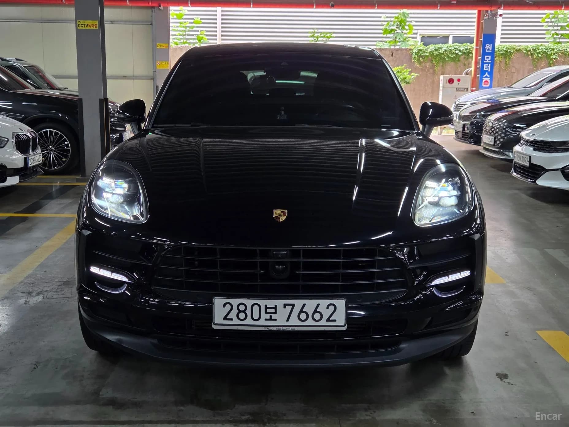 Macan