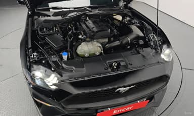 Mustang
