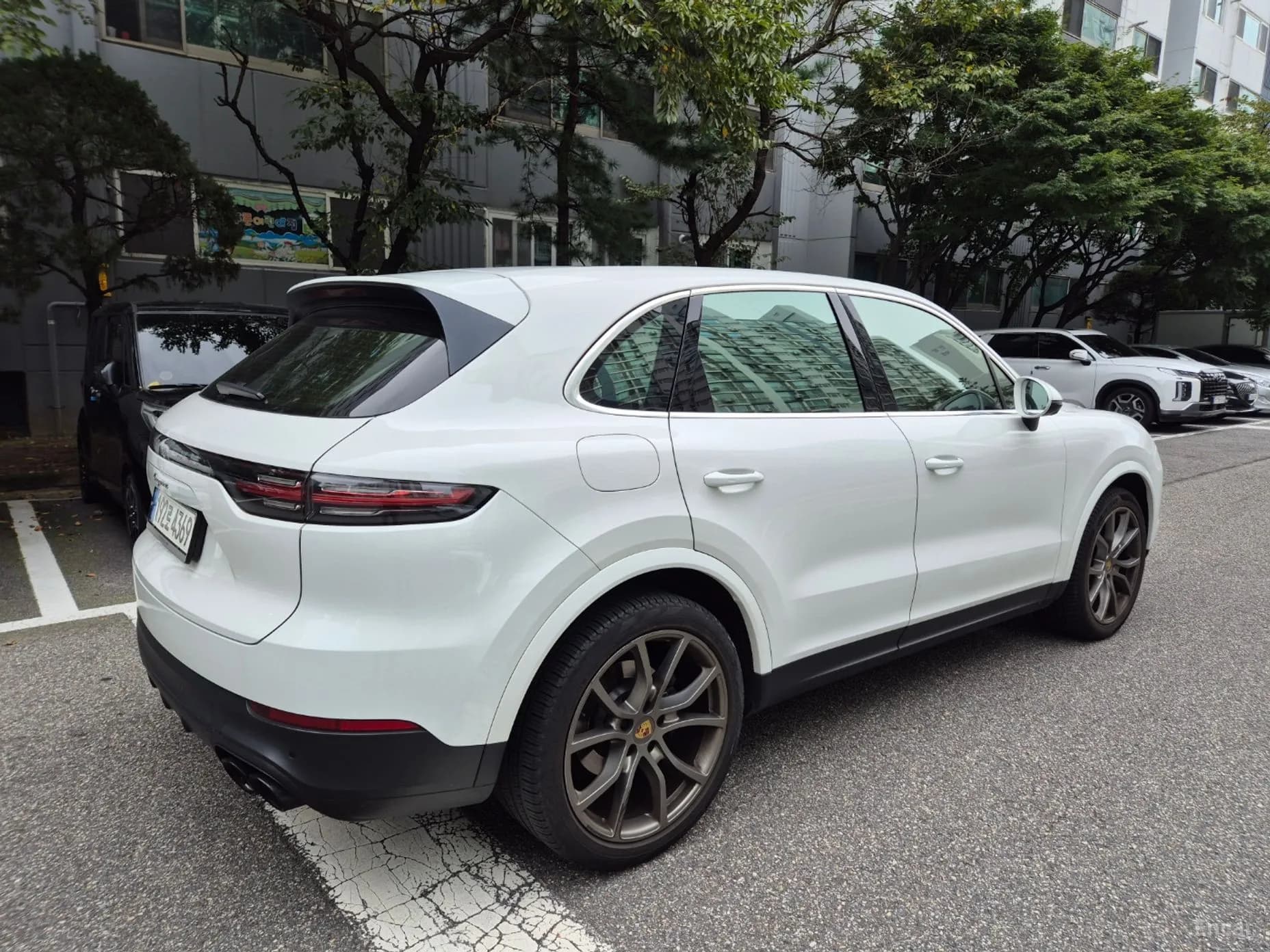 Cayenne (PO536)