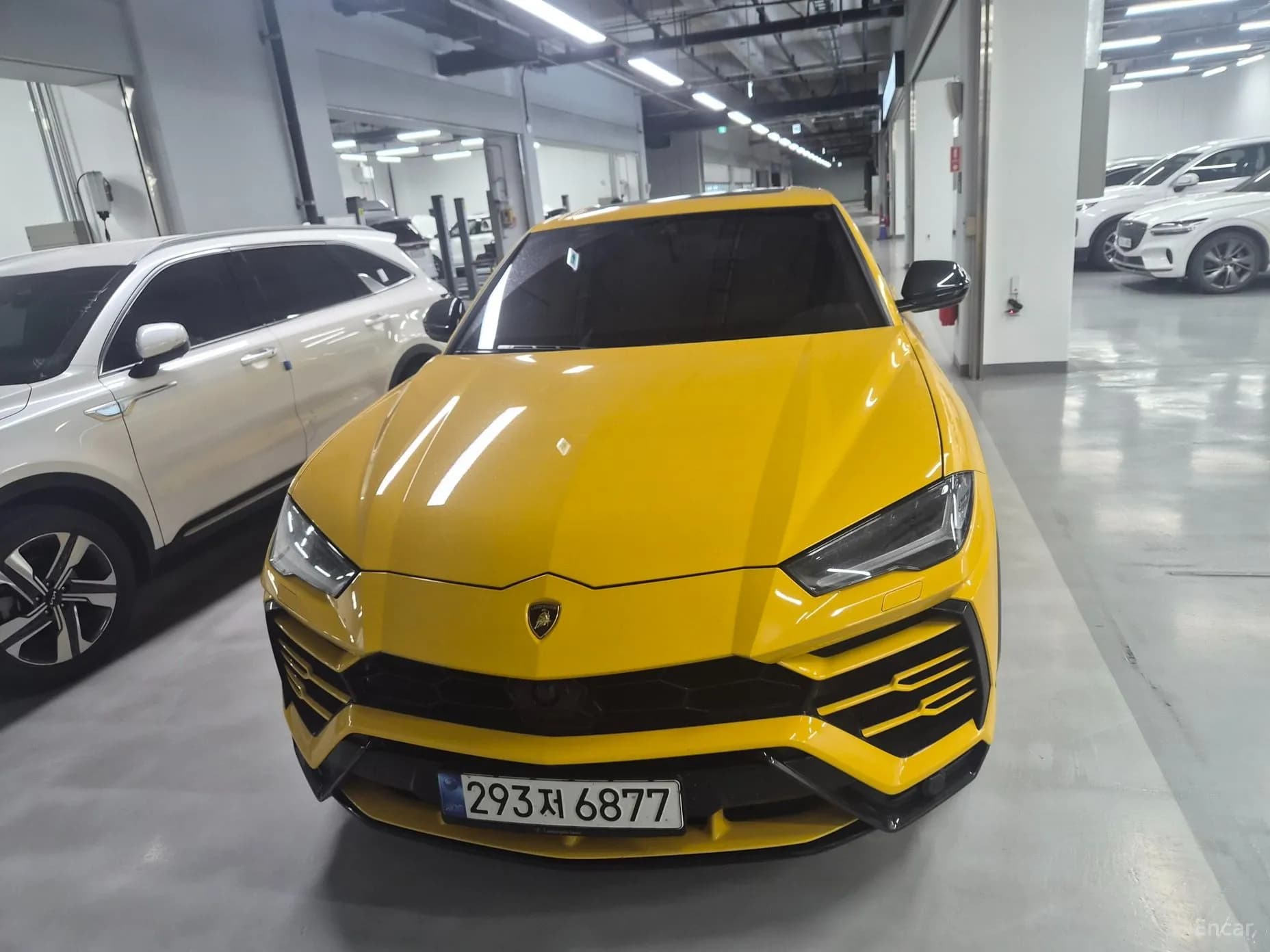 Urus