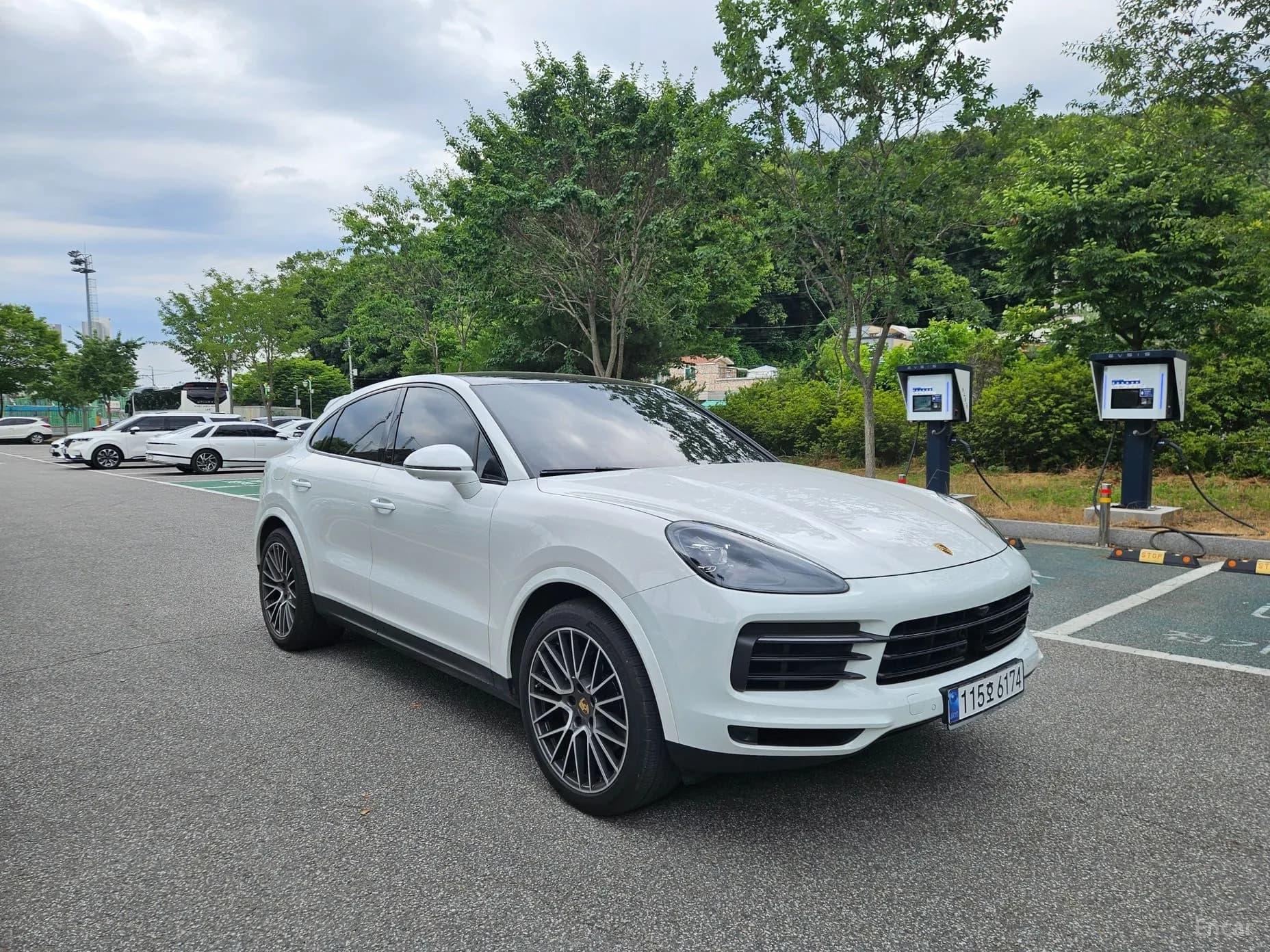 Cayenne (PO536)
