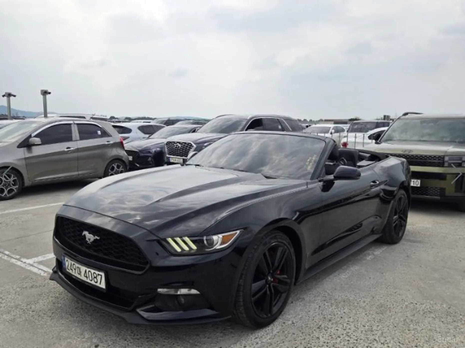 Mustang