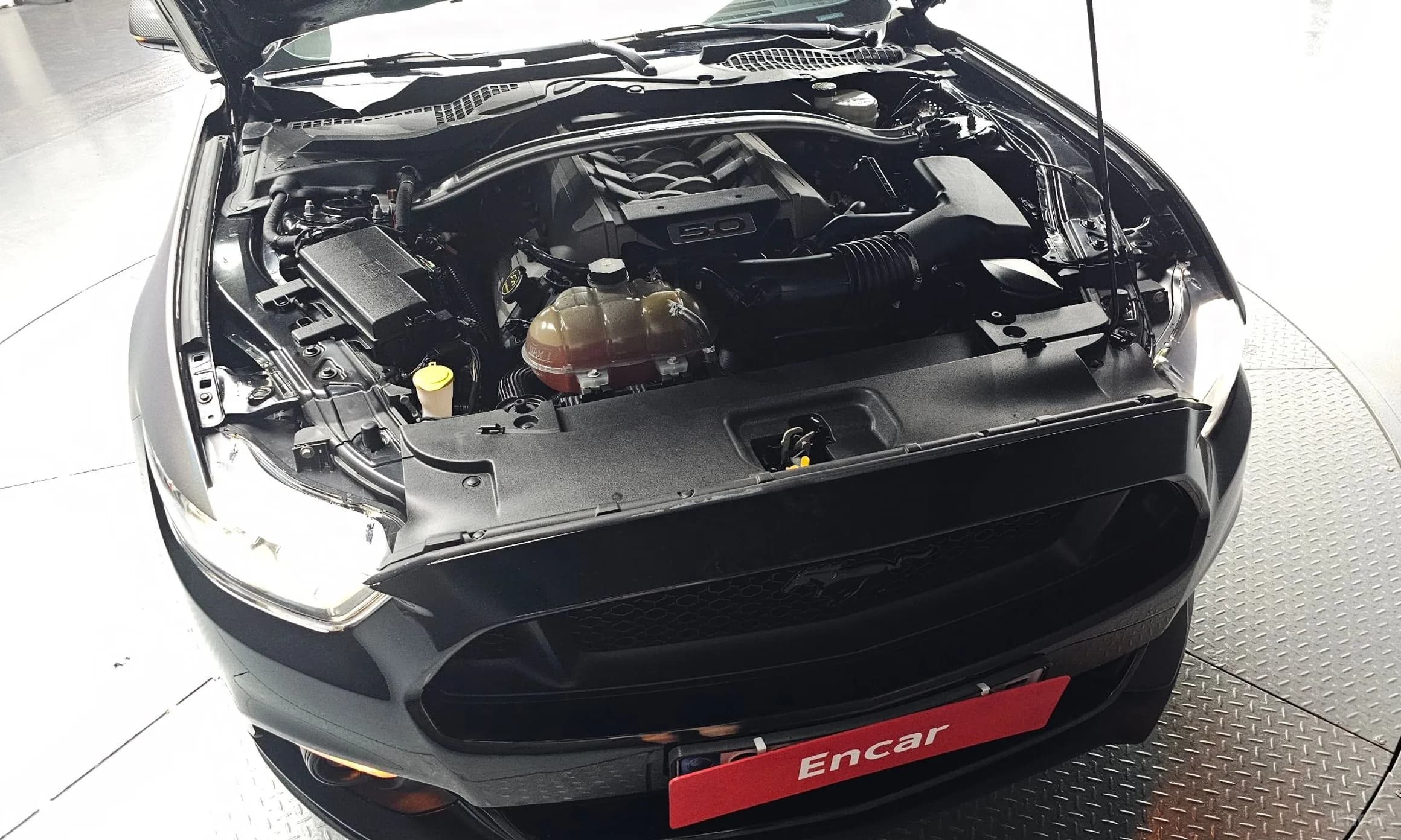 Mustang