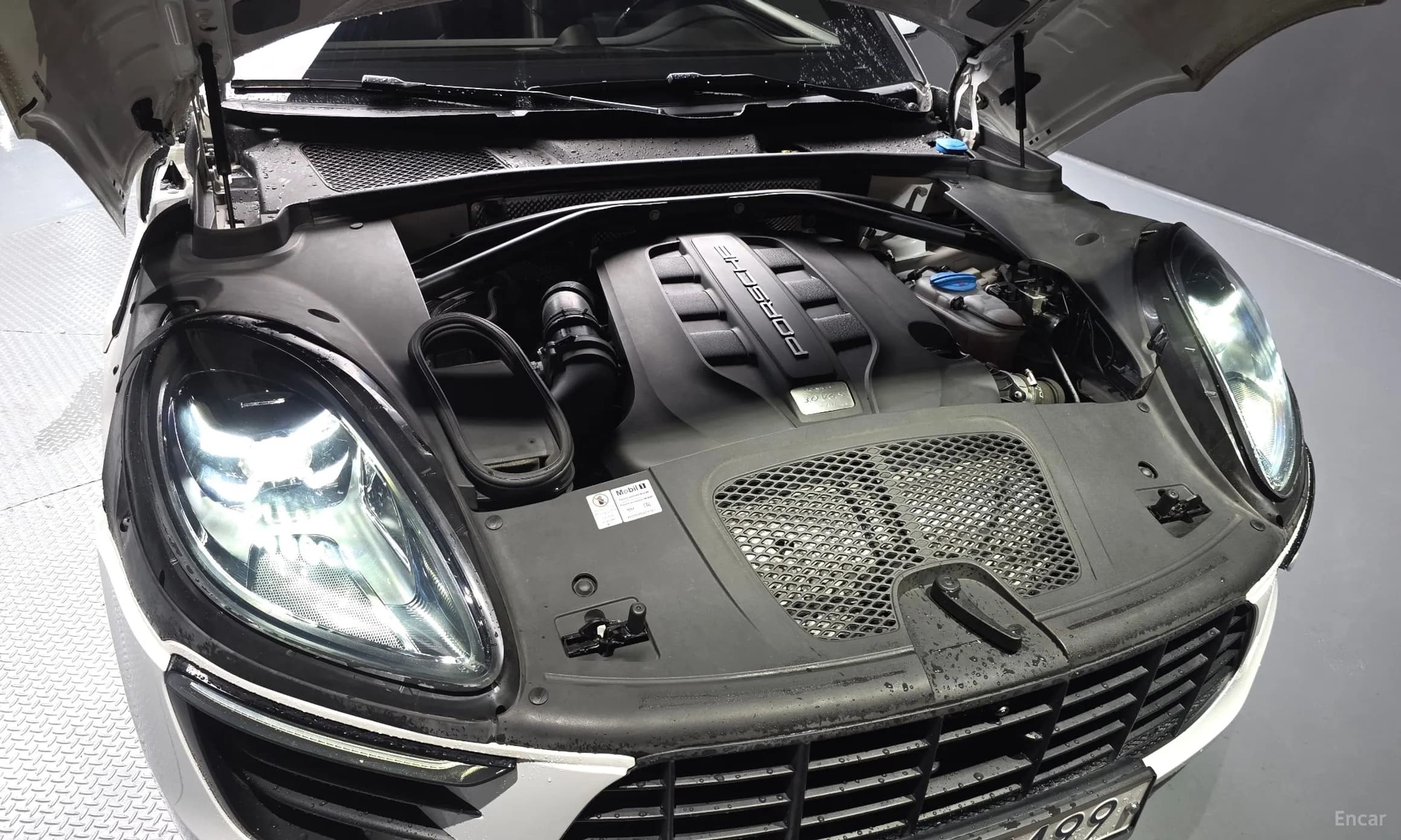 Macan