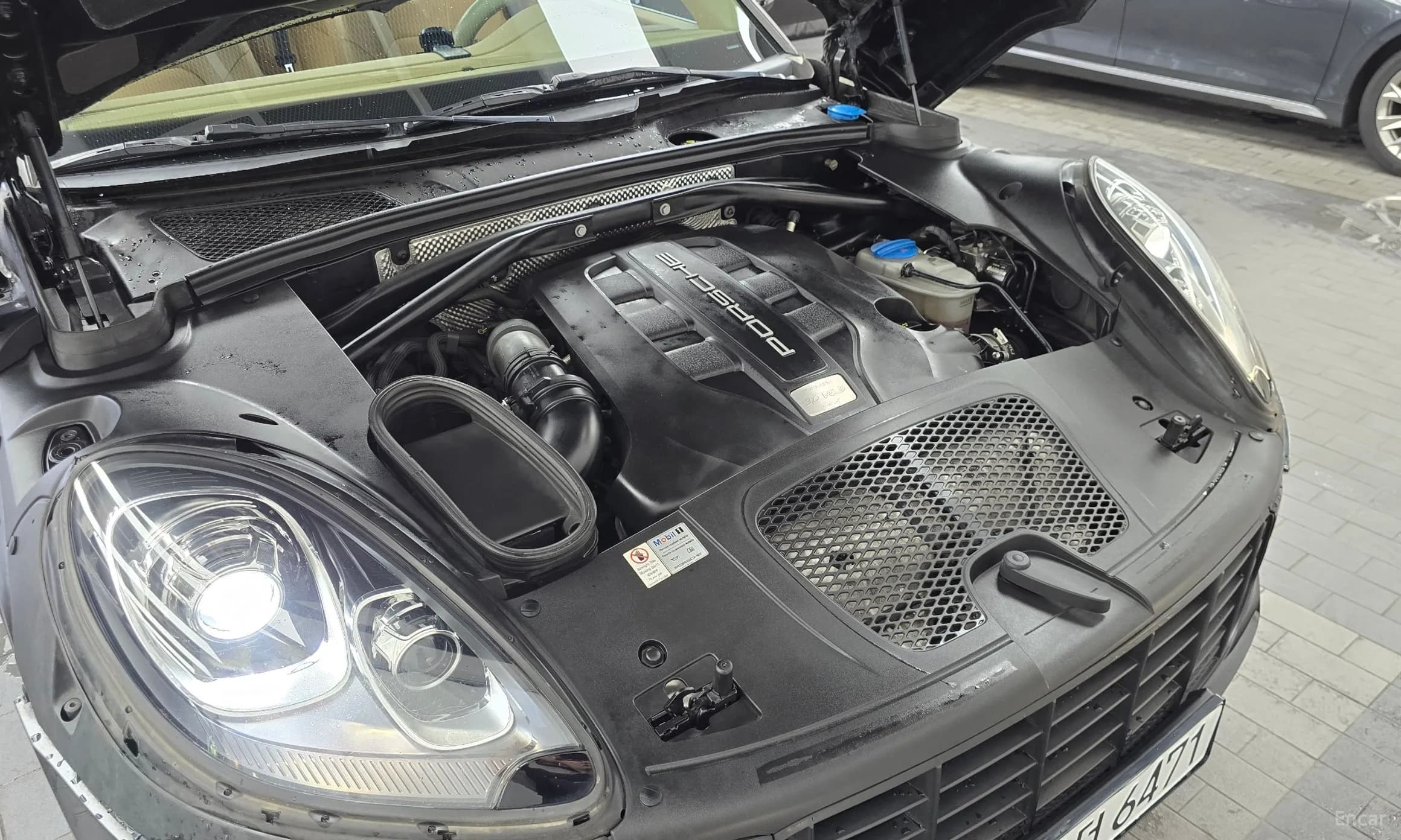 Macan