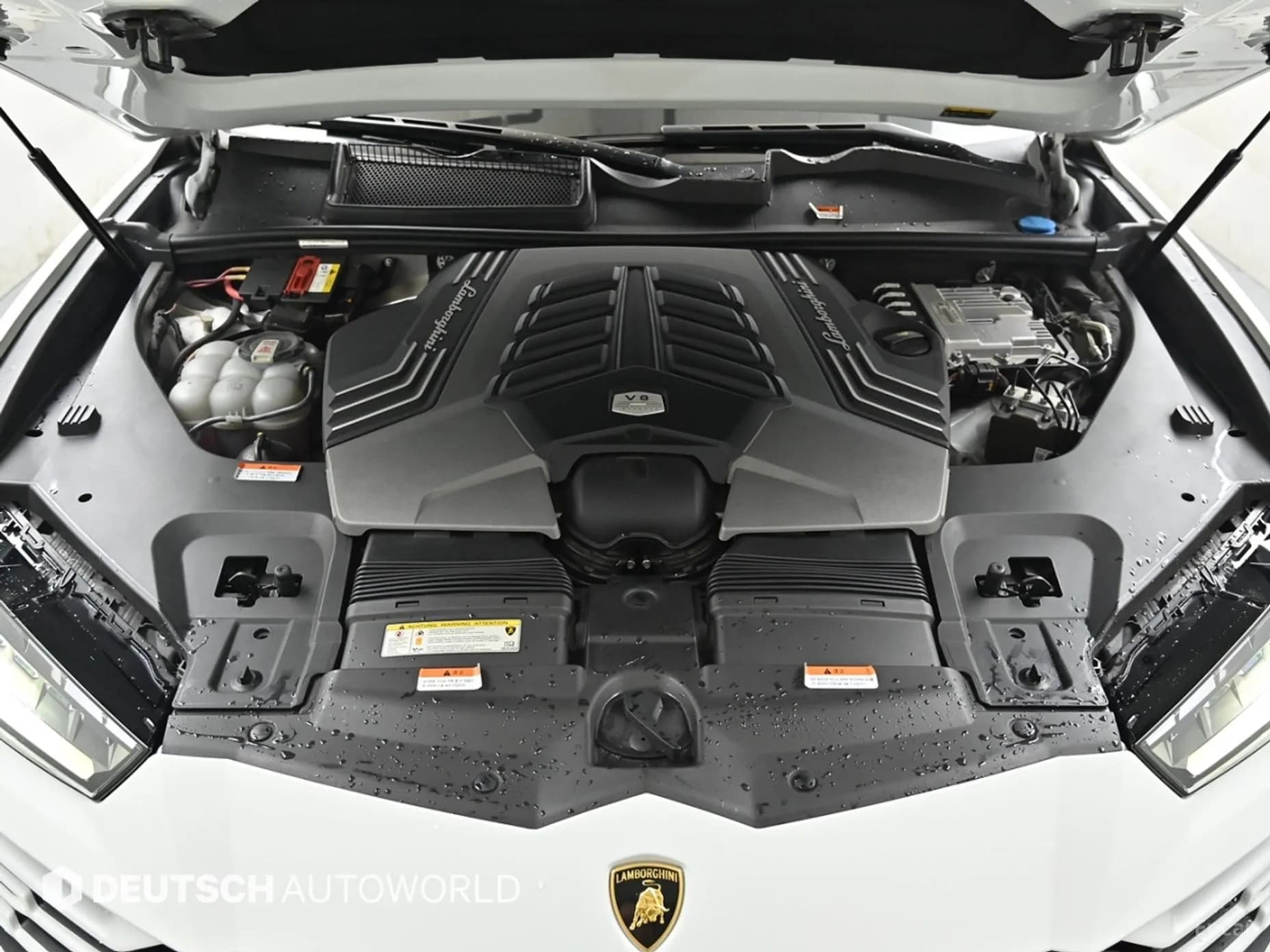 Urus